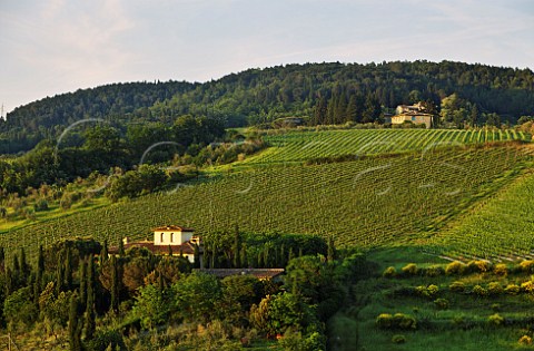 Tignanello vineyard on the Antinori Santa Cristina estate at Mercatale Val di Pesa Tuscany Italy