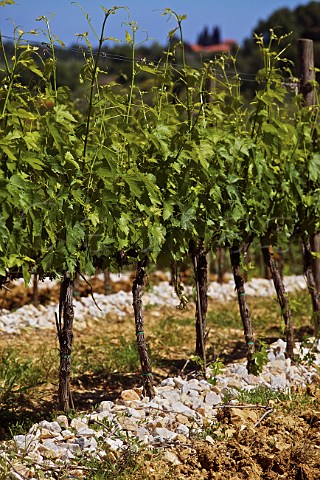 Sangiovese vines in spring in the Tignanello vineyard of Antinori Mercatale Val di Pesa Tuscany Italy