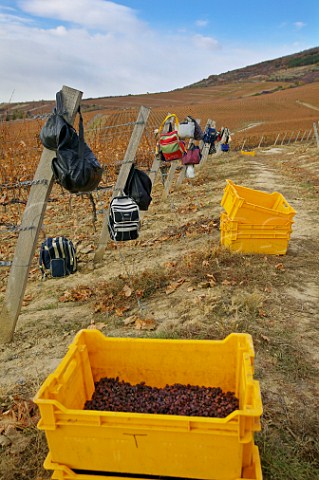 Workers bags and crate of asz grapes in vineyard of Tokaj Htszl   Tokaj Hungary  Tokaji