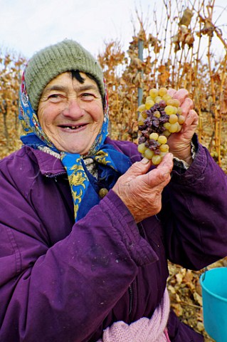 Woman picking asz Furmint grapes in vineyard of Tokaj Htszl   Tokaj Hungary  Tokaji