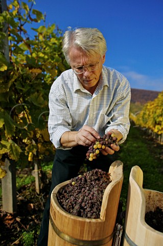 Andrs Bacs winemaker with asz Furmint grapes in vineyard of Oremus Tolcsva Hungary  Tokaj