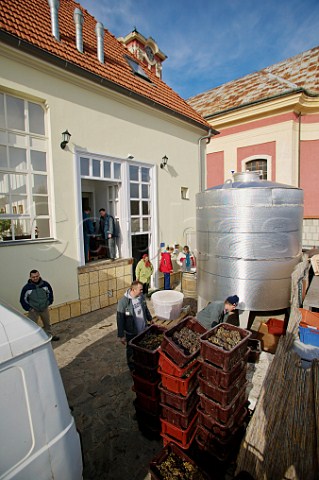 Harvested Furmint grapes at Jnos Arvay winery Tokaj Hungary