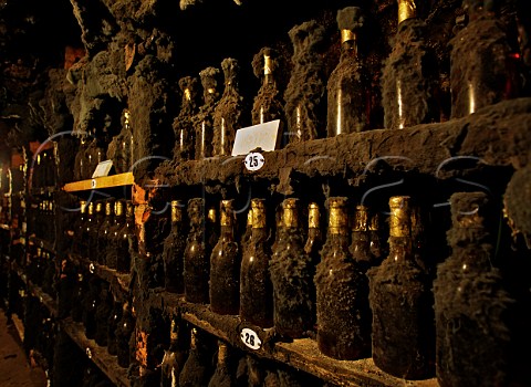 Bottles of 1912 Tokaji in cellar of Tokaj Oremus Tolcsva Hungary