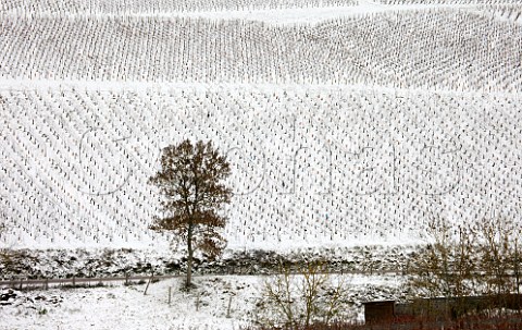 Blanchot vineyard in winter Chablis Yonne France  Chablis Grand Cru