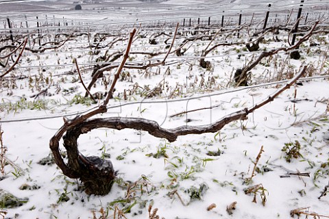 Ice encrusted vines and wires in pruned Pinot Noir vineyard on the Montagne de Reims above Ay Marne France Champagne