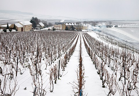 Vineyard at Hautvillers on the Montagne de Reims near pernay Marne France  Champagne