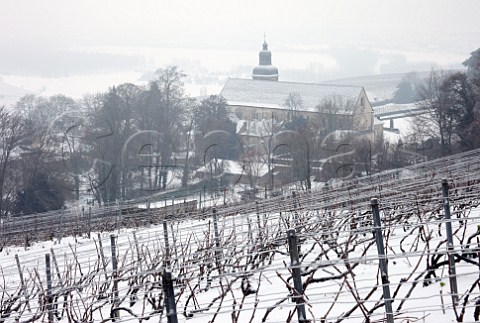 Vineyard above the Abbey of Hautvillers where Dom Prignon is buried   Near pernay Marne France  Champagne