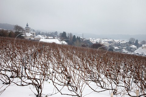 Vineyard below the Abbey of Hautvillers where Dom Prignon is buried   Near pernay Marne France  Champagne