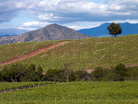 Vineyards of Casas del Bosque Pinot Noir in foreground and Syrah beyond  Casablanca Valley Chile