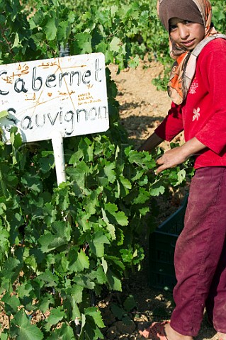 Young picker in Cabernet Sauvignon vineyard of Cave Kouroum Kefraya Bekaa Valley Lebanon