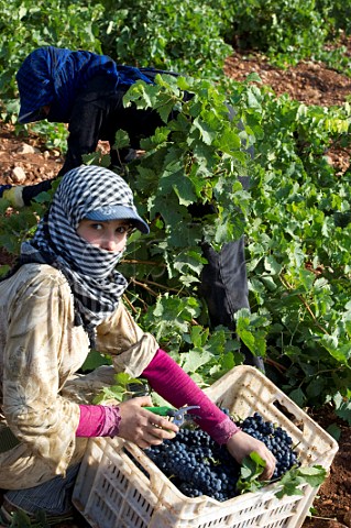 Bedouin woman picking grapes in vineyard of Chateau Kefraya Kefraya Bekaa Valley Lebanon