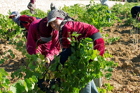Bedouin women picking grapes in vineyard of Chateau Kefraya Kefraya Bekaa Valley Lebanon