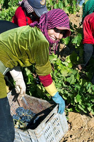Bedouin woman harvesting grapes in vineyard of Chateau Kefraya Kefraya Bekaa Valley Lebanon