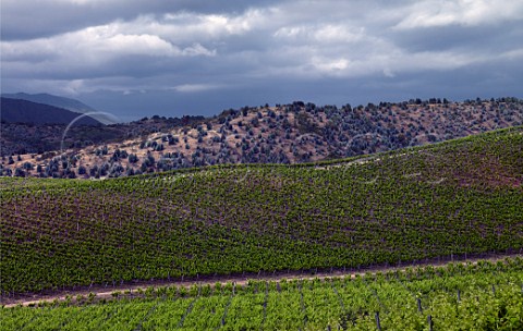 Storm clouds over Syrah vineyards of Matetic in the San Antonio Valley Chile Rosario Valley