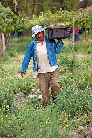 Picking Moscatel Rosada grapes for Espiritu de Elqui Pisco distillery in the Elqui Valley Chile