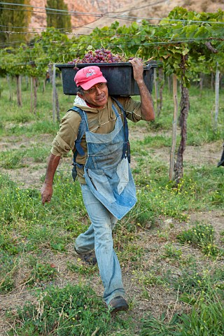 Picking Moscatel Rosada grapes for Espiritu de Elqui Pisco distillery in the Elqui Valley Chile