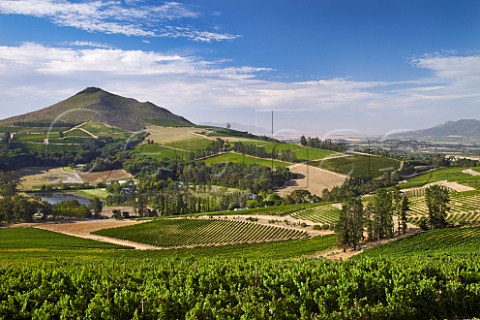 Kanonkop vineyards Stellenbosch Western Cape South Africa  SimonsbergStellenbosch