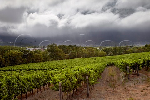 Heavy clouds over Von Ortloff vineyard Franschhoek Western Cape South Africa  Franschhoek Valley