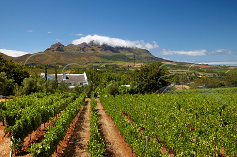 Sprinklers in vineyard of Vriesenhof with the Helderberg mountain beyond   Stellenbosch Western Cape South Africa  Stellenbosch