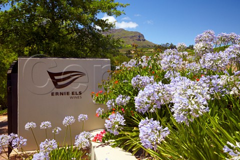 Agapanthus flowering at entrance to Ernie Els Wines with the Helderberg mountain beyond  Stellenbosch Western Cape South Africa  Stellenbosch
