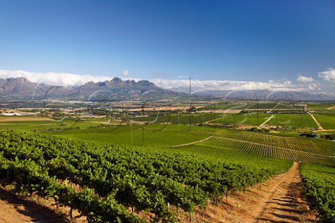 View from vineyards in the Polkadraai Hills towards Stellenbosch and the Helderberg Mountain  Western Cape South Africa