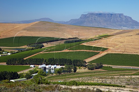 Nitida Cellars and vineyards with Table Mountain in distance   Durbanville Western Cape South Africa Durbanville