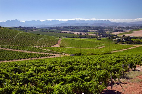 Bloemendal Estate vineyards Durbanville Western Cape South Africa   Durbanville