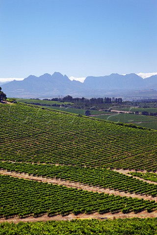 Bloemendal Estate vineyards with the Simonsberg mountain in distance   Durbanville Western Cape South Africa   Durbanville