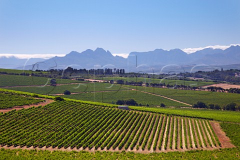 Vineyards of Bloemendal Estate with the Simonsberg and Stellenbosch Mountains in distance   Durbanville Western Cape South Africa   Durbanville