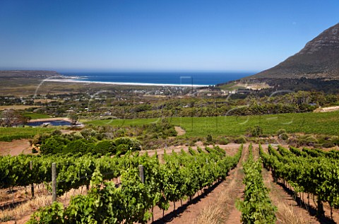 Cape Point Vineyards with Chapmans Bay beyond   Noordhoek Western Cape South Africa Cape Point