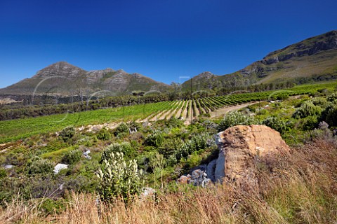 Cape Point Vineyards with Chapmans Peak beyond   Noordhoek Western Cape South Africa Cape Point