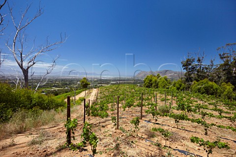 Young Sauvignon Blanc vineyard of Klein Constantia with False Bay in distance  Constantia Western Cape South Africa   Constantia