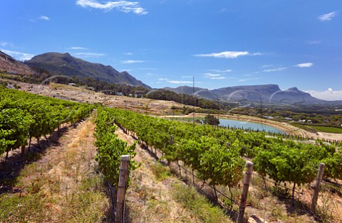 Sauvignon Blanc vineyard of Steenberg with the Constantiaberg in distance Constantia Western Cape South Africa Constantia