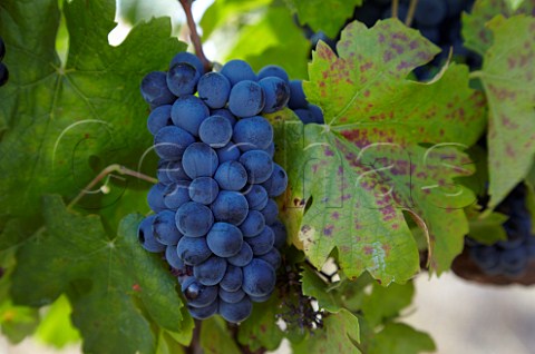 Pinotage grapes in vineyard of Scali  Paarl Western Cape South Africa   Voor Paardeberg