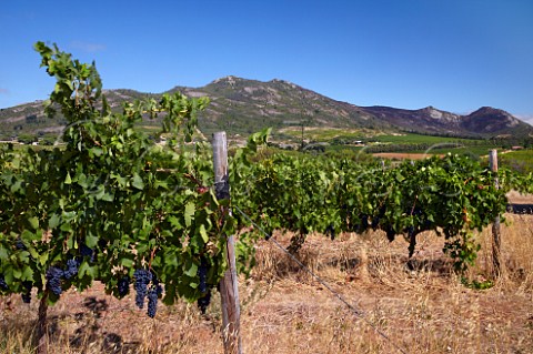 Syrah grapes in vineyard of Scali Paarl Western Cape South Africa   Voor Paardeberg