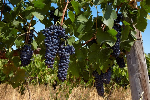 Syrah grapes in vineyard of Scali Paarl Western Cape South Africa   Voor Paardeberg