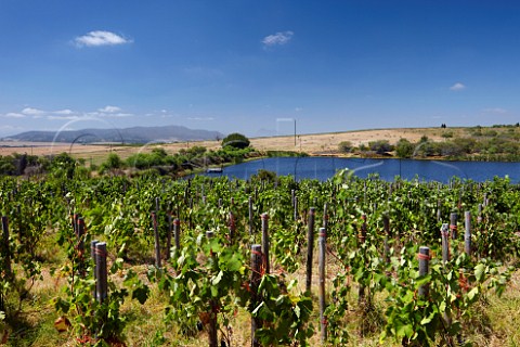 Syrah vineyard of Scali Paarl Western Cape South Africa   Voor Paardeberg