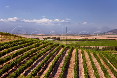 Vineyards of Vondeling Paarl Western Cape South Africa  Voor Paardeberg