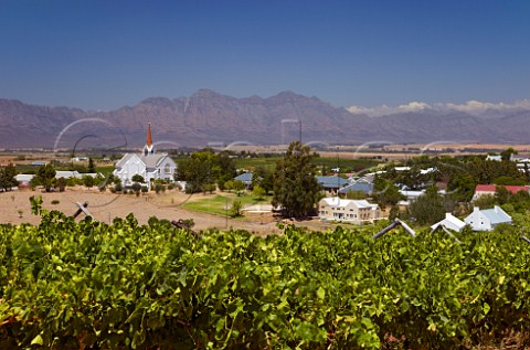 Vineyards around town of RiebeekKasteel Swartland Western Cape South Africa Riebeekberg