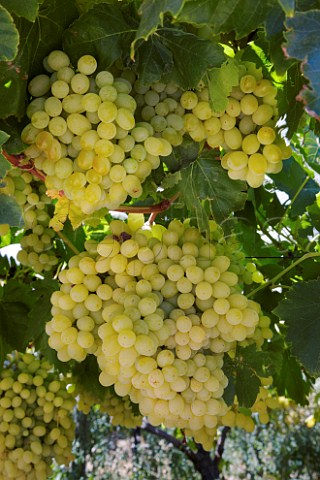 Bunches of Sultana grapes in vineyard at RiebeekKasteel Swartland Western Cape South Africa  Riebeekberg