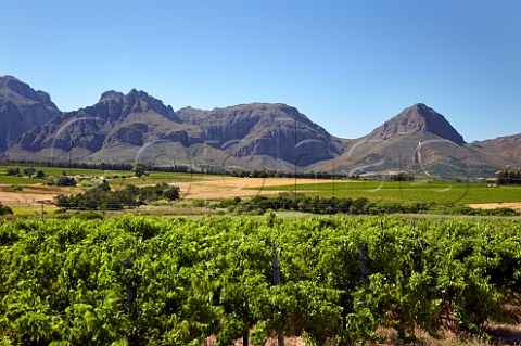 Chenin Blanc vineyard of Nederburg with the Dutoitskloof Mountains beyond   Paarl Western Cape South Africa