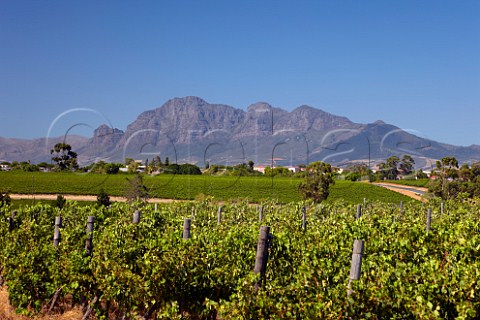 Vineyards of Nederburg with the Simonsberg Mountain beyond   Paarl Western Cape South Africa