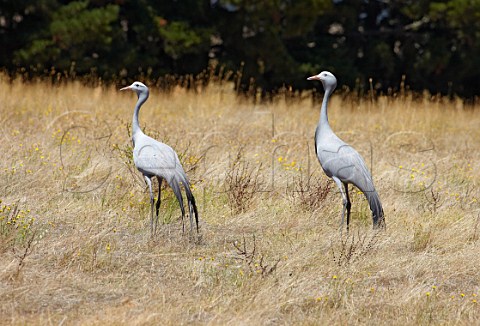 Blue Cranes  the national bird of South Africa   Oak Valley Estate Elgin Western Cape South Africa