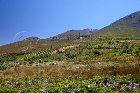 Pinot Noir and Sauvignon Blanc vineyards of Oak Valley Estate Elgin Western Cape South Africa Elgin