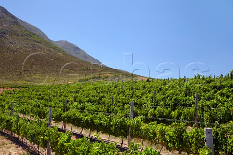 Viognier vineyard of Oak Valley Estate Elgin Western Cape South Africa Elgin