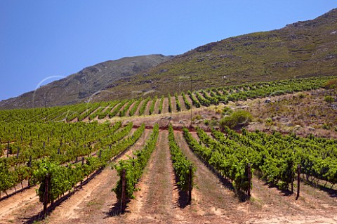 Merlot near and Sauvignon Blanc vineyards of Oak Valley Estate Elgin Western Cape South Africa Elgin