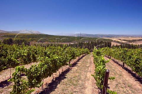 Chardonnay vineyard of Oak Valley Estate Elgin Western Cape South Africa Elgin