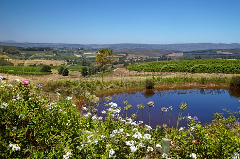 Vineyards of Elgin Ridge Elgin Western Cape South Africa Elgin