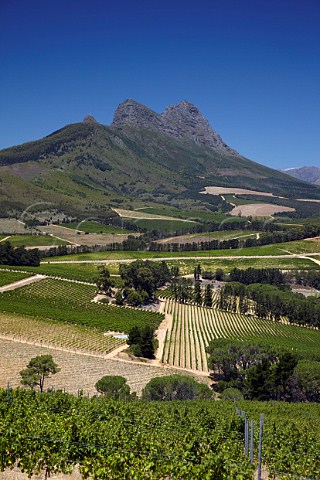 View from Sauvignon Blanc vineyard of Warwick Estate to the Simonsberg mountain Stellenbosch Western Cape South Africa  SimonsbergStellenbosch