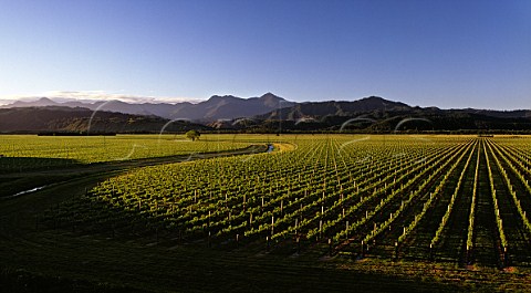 Oyster Bay vineyards in the Wairau Valley with the Richmond Ranges beyond Marlborough New Zealand